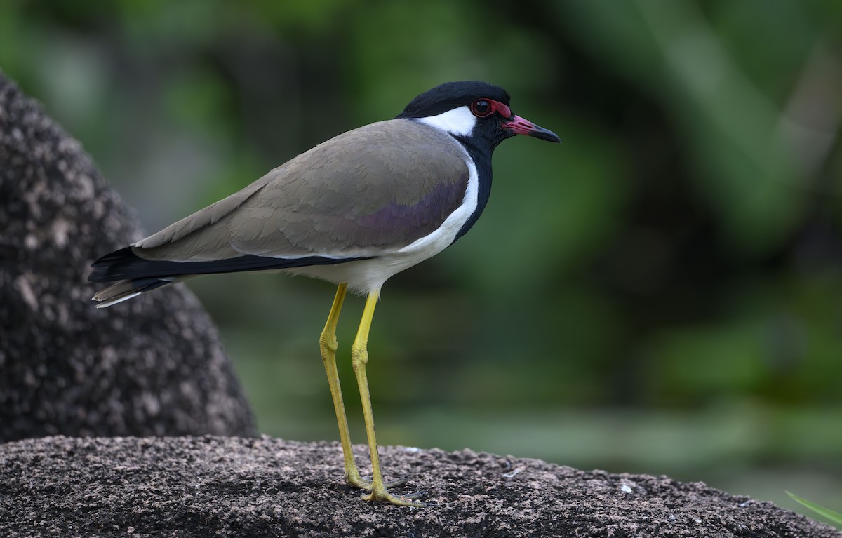 Red-wattled Lapwing - ML645712760