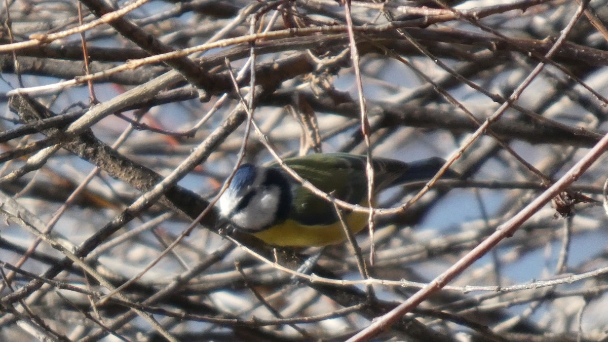 Eurasian Blue Tit - ML645712766