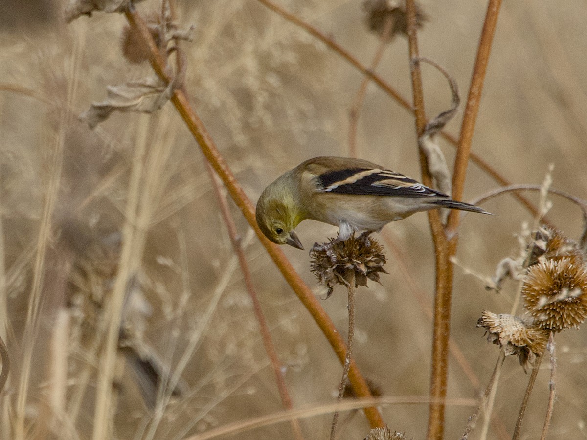 American Goldfinch - ML645712773