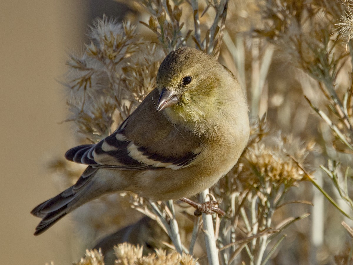 American Goldfinch - ML645712774