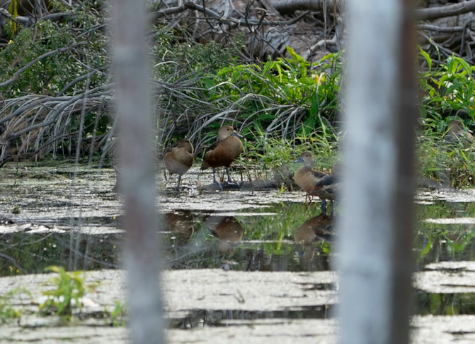 Lesser Whistling-Duck - ML645712779