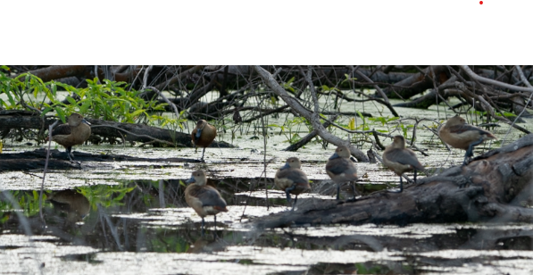 Lesser Whistling-Duck - ML645712780