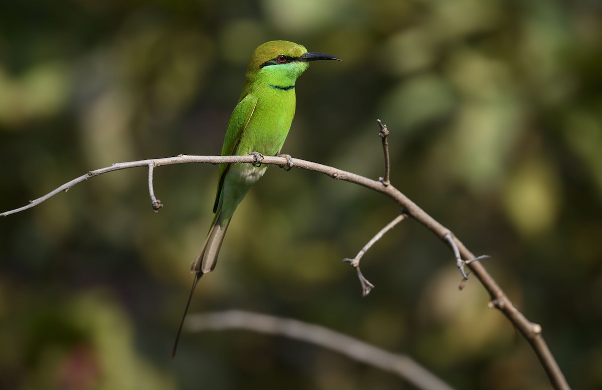 Asian Green Bee-eater - ML645712781
