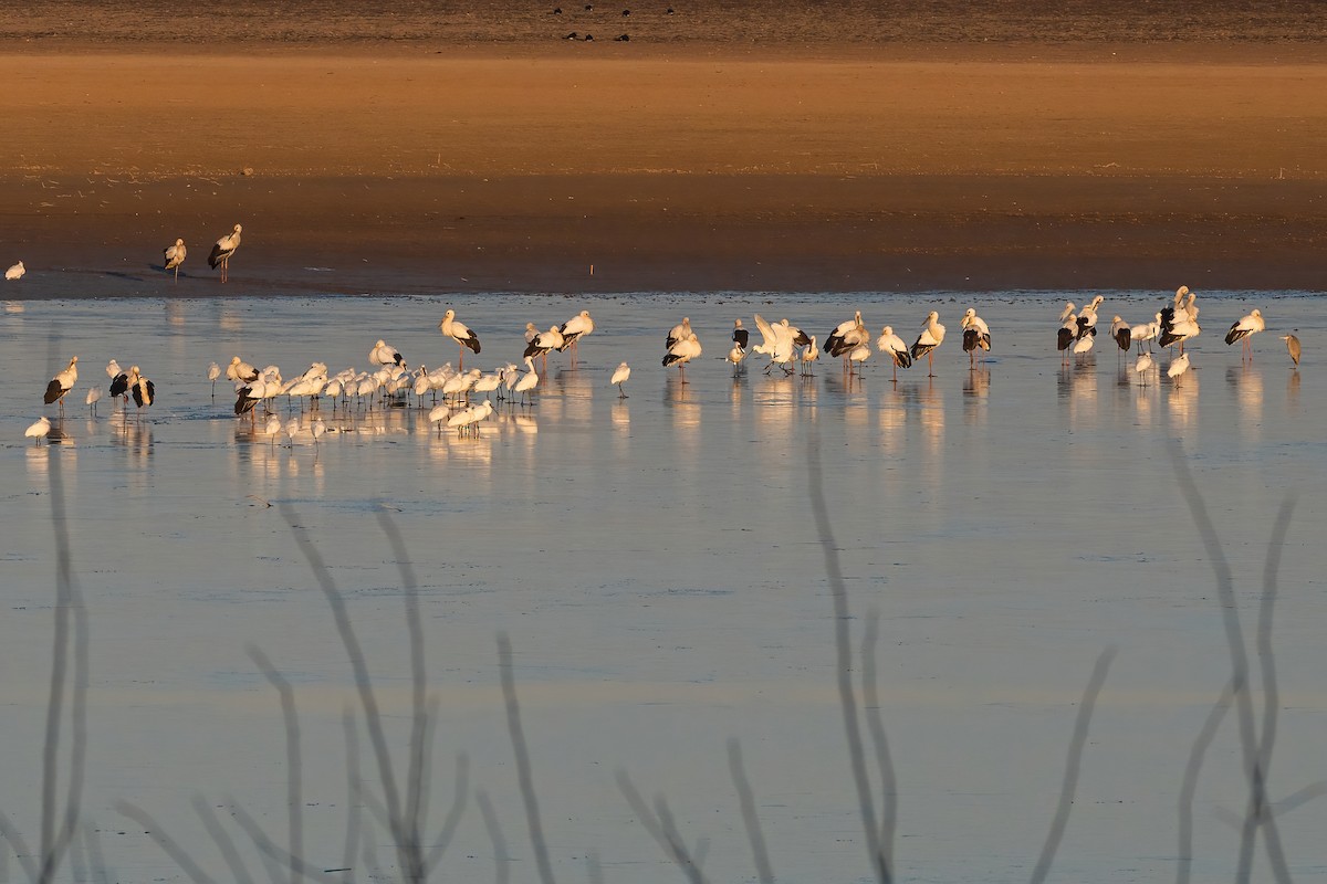 svartnebbstork - ML645712782