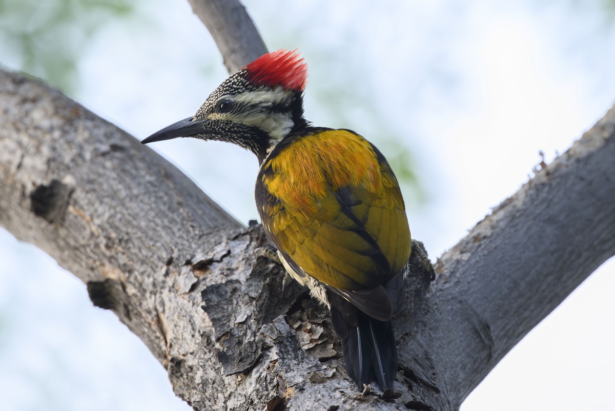 Black-rumped Flameback - ML645712783