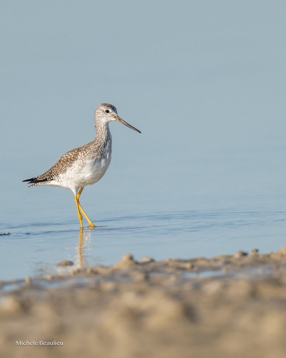 Greater Yellowlegs - ML645712784