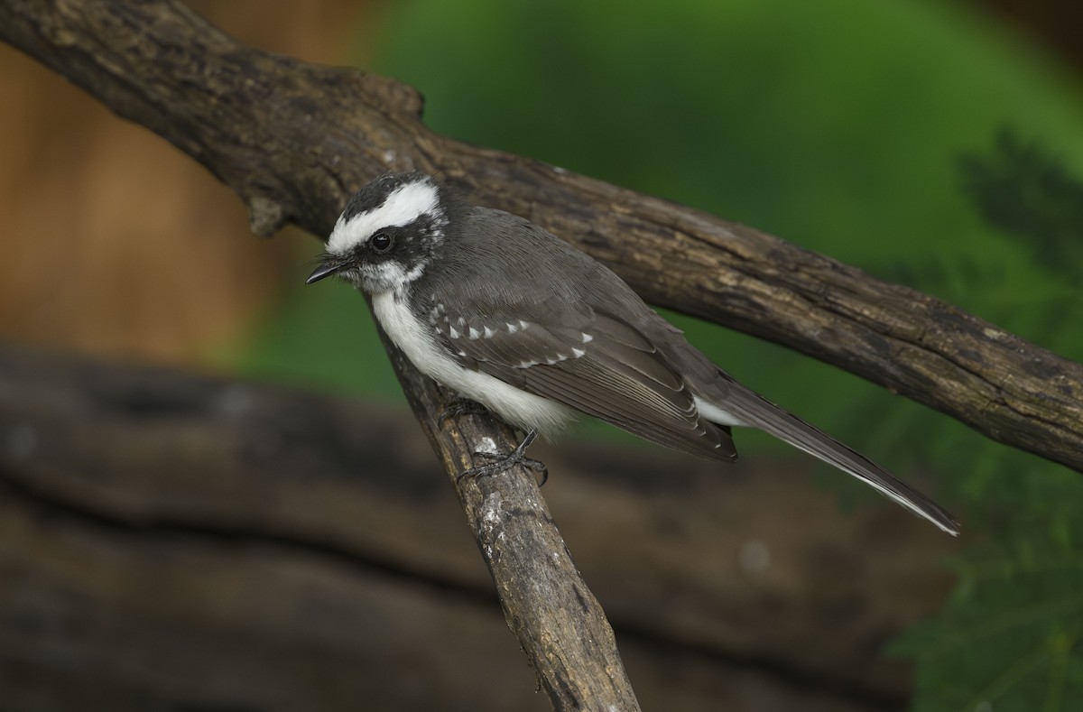 White-browed Fantail - ML645712788