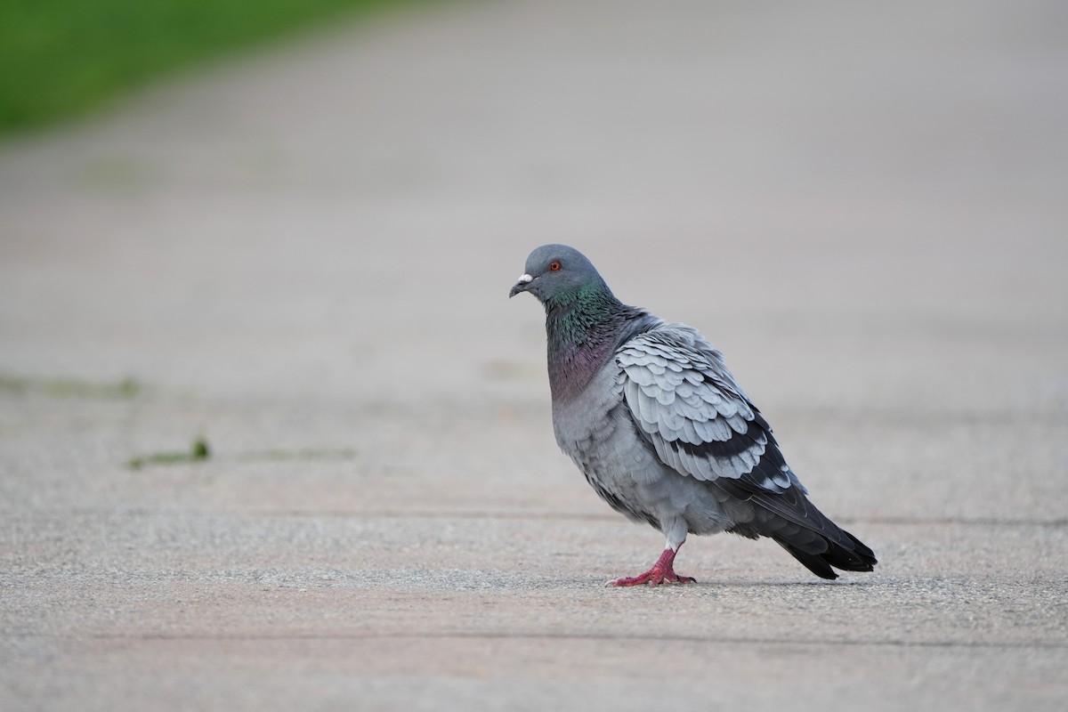 Rock Pigeon (Feral Pigeon) - ML645712804