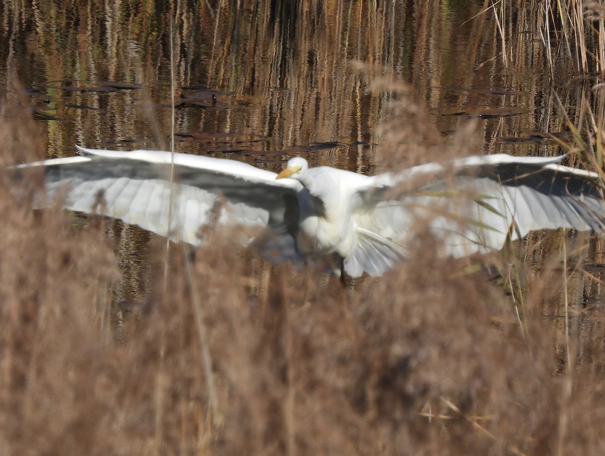 Great Egret - ML645712819