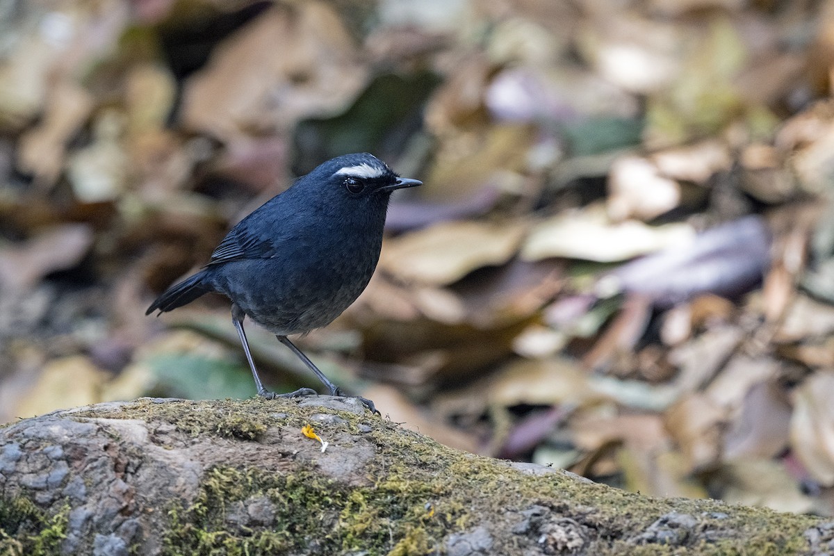 Mavi Kısakanat - ML645712823