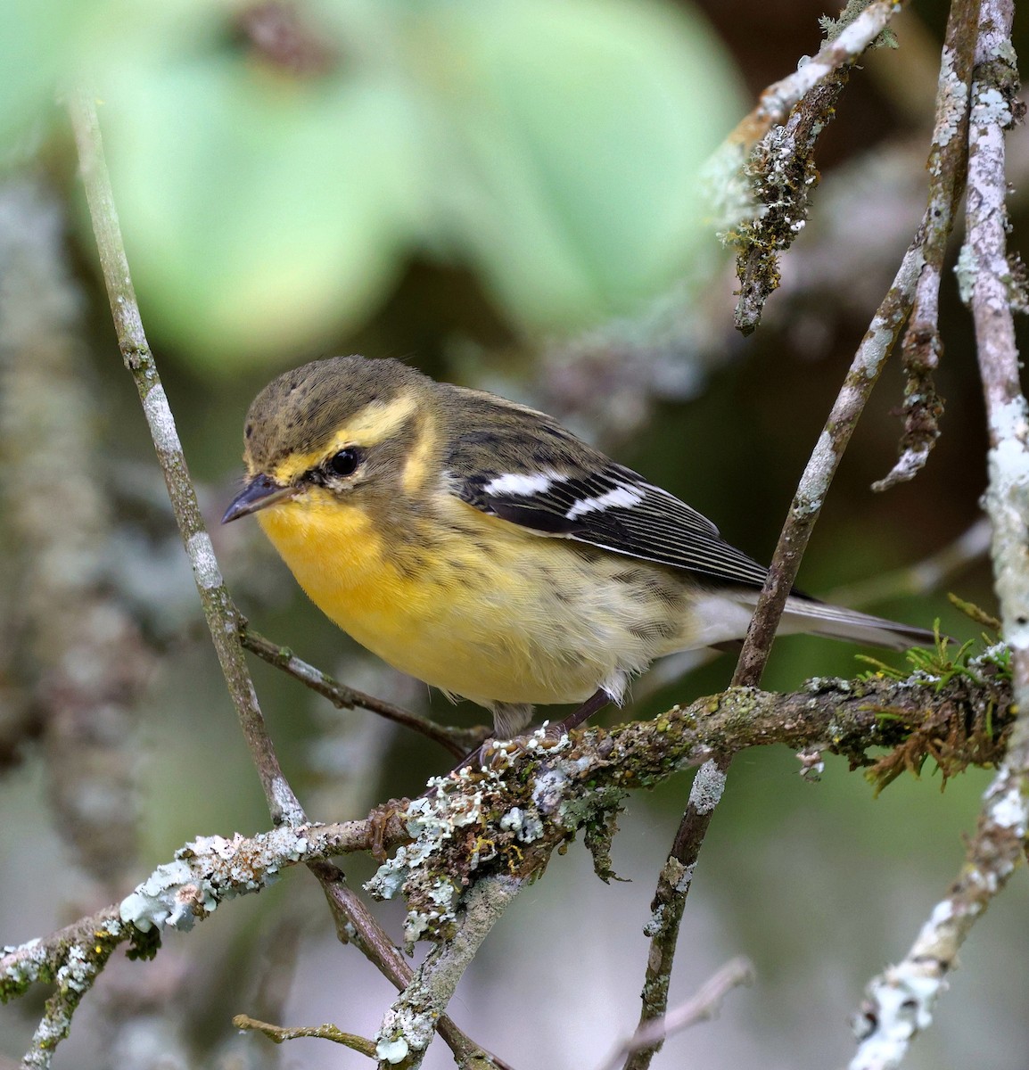 Blackburnian Warbler - ML645712826