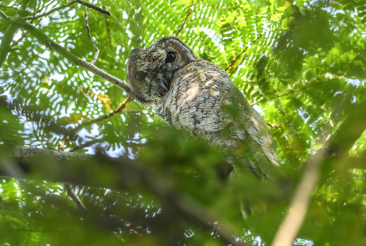 Mottled Wood-Owl - ML645712831