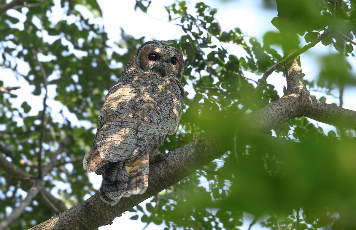 Mottled Wood-Owl - ML645712832