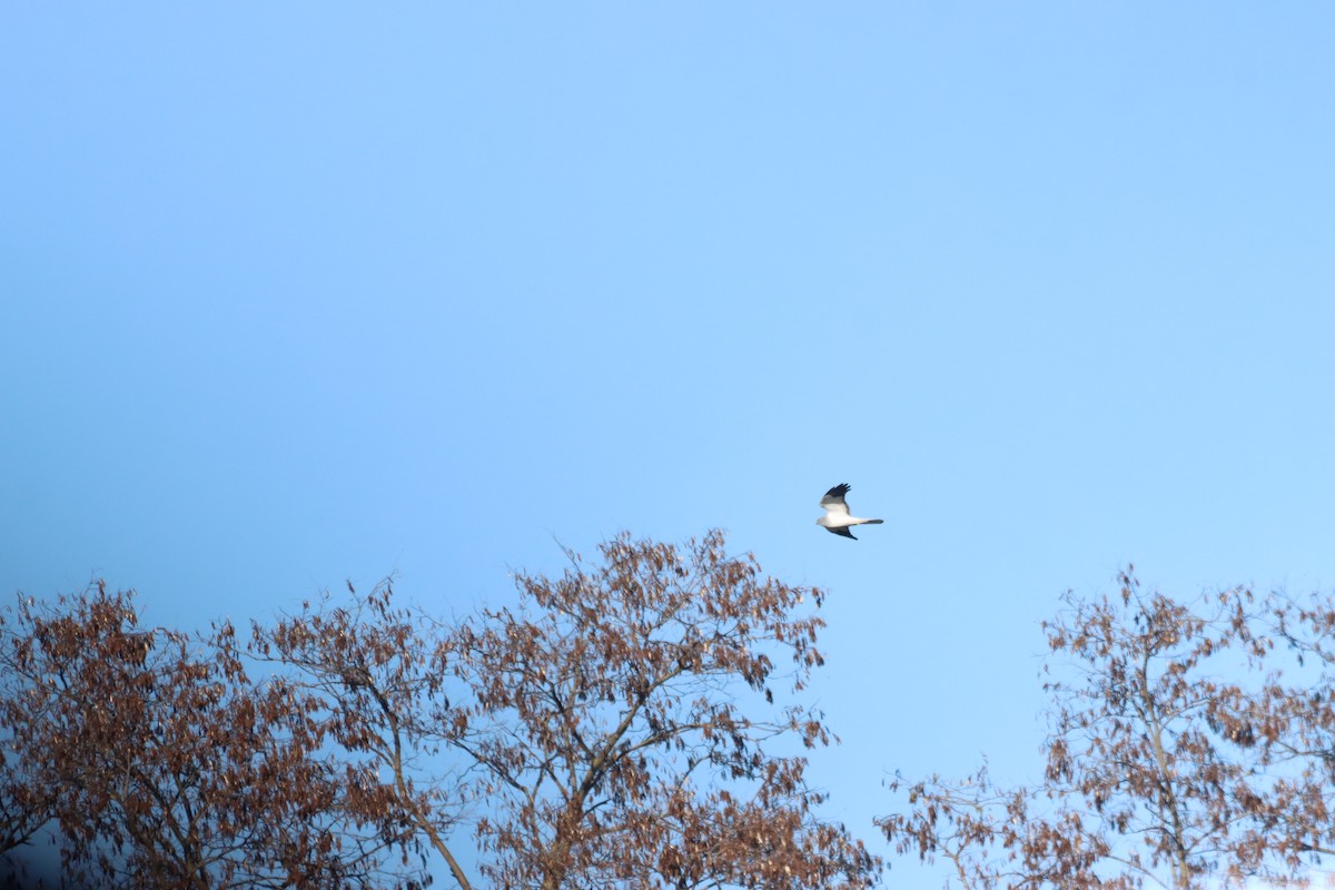 Саарал хулд - ML645712841