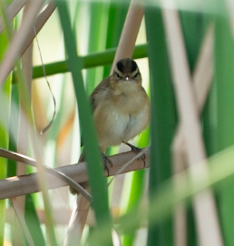 Black-browed Reed Warbler - ML645712842
