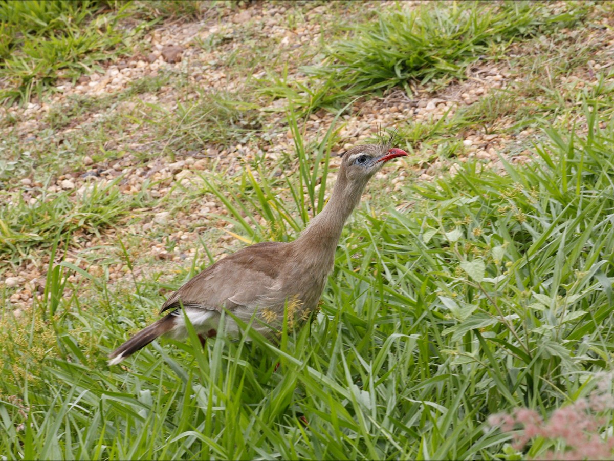 Red-legged Seriema - ML645712846