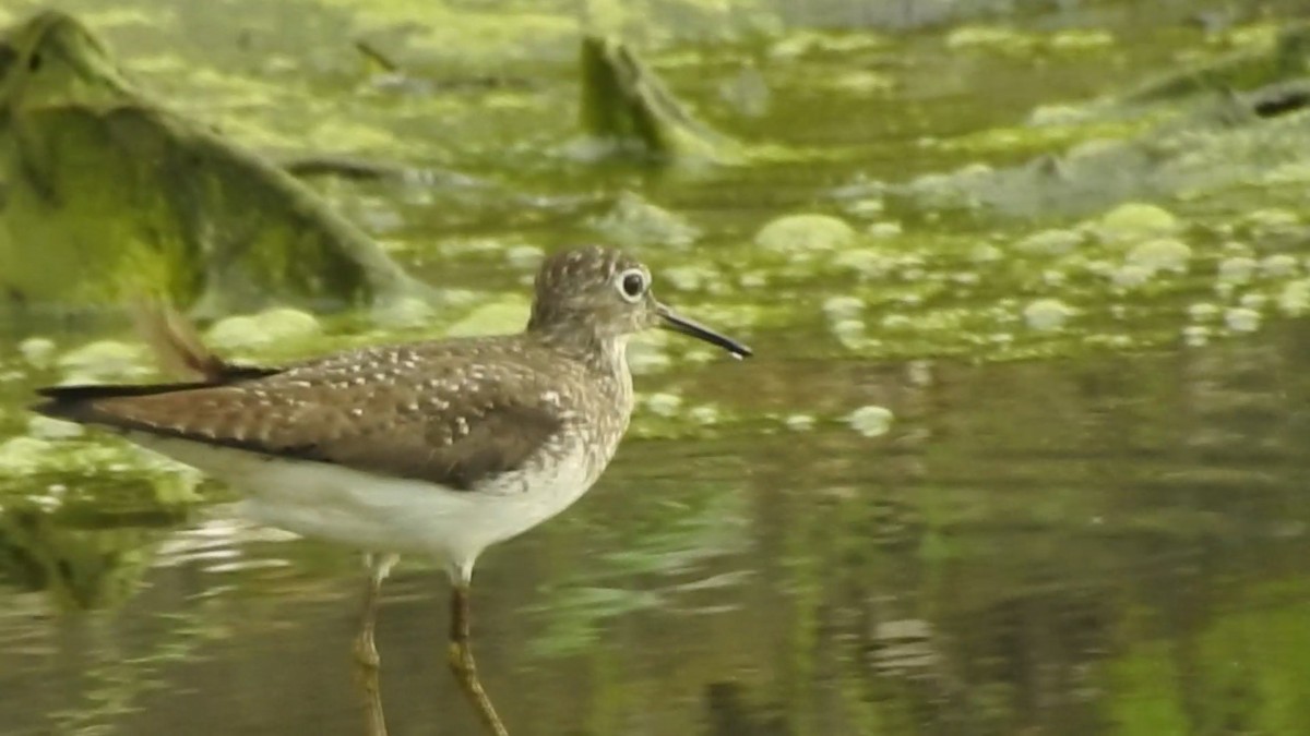 Solitary Sandpiper - ML645712850