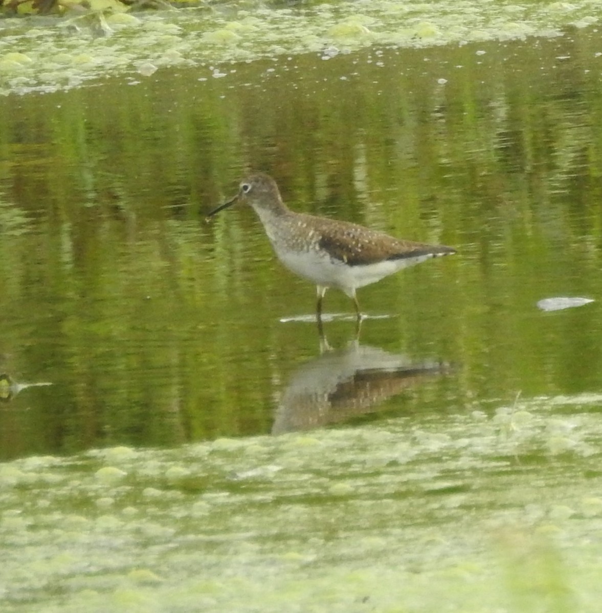 Solitary Sandpiper - ML645712853