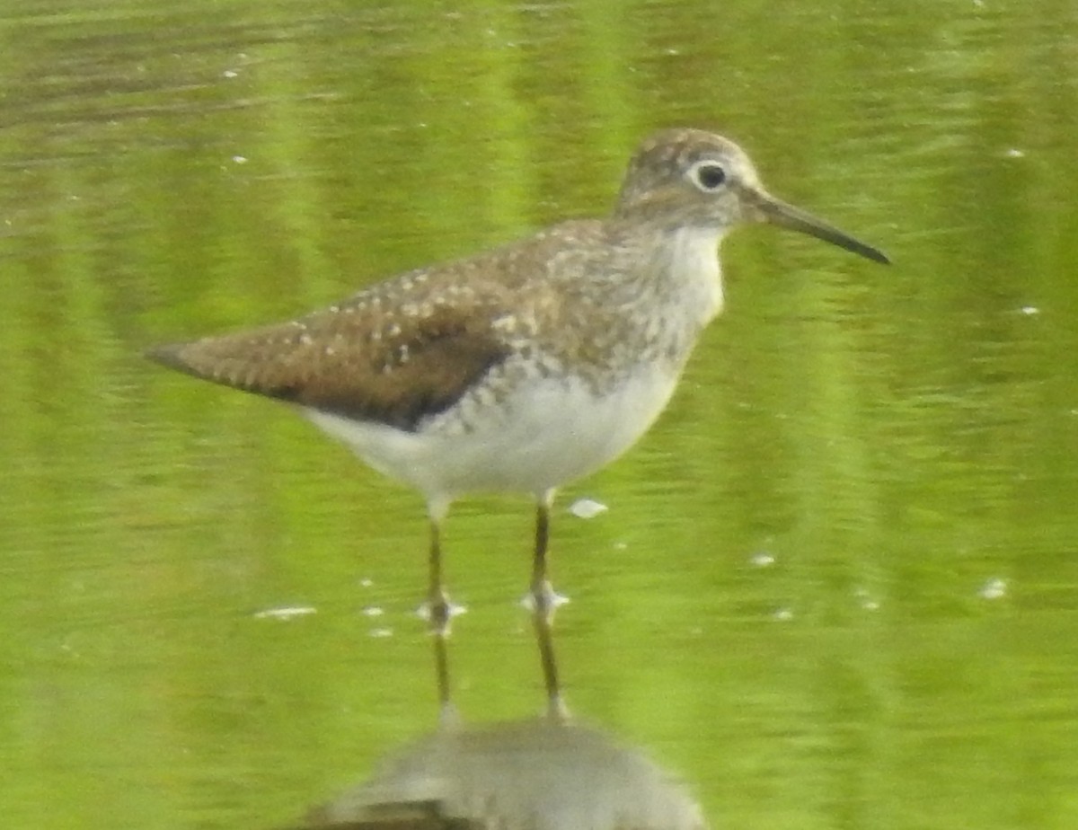 Solitary Sandpiper - ML645712854