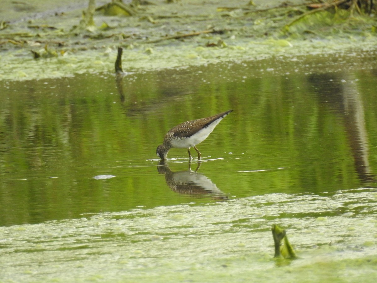 Solitary Sandpiper - ML645712856