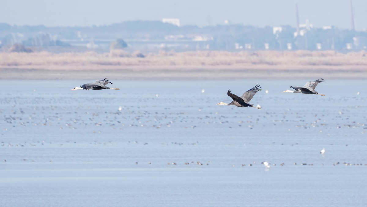 עגור כיפה - ML645712859