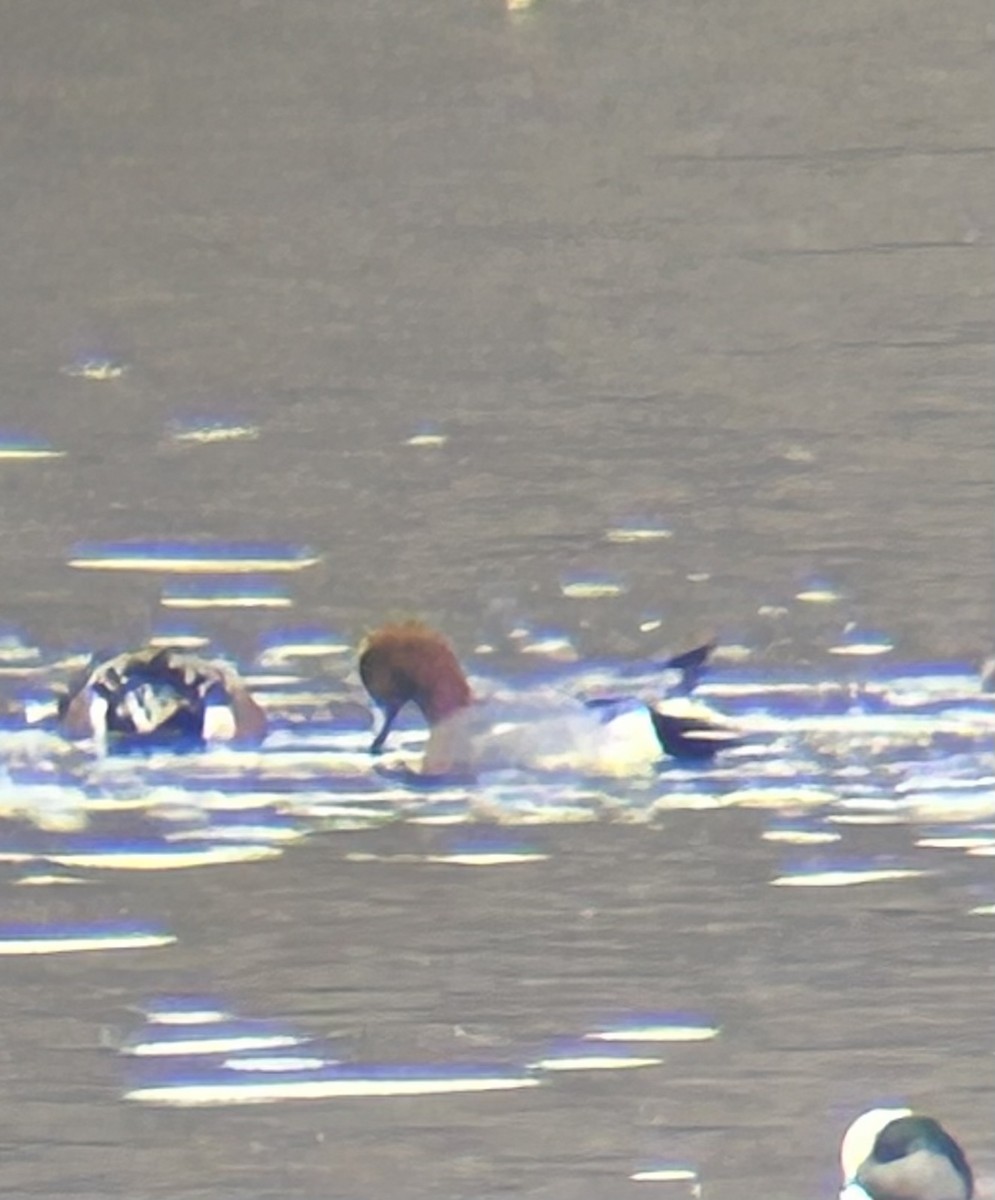 ヒドリガモ - ML645712860