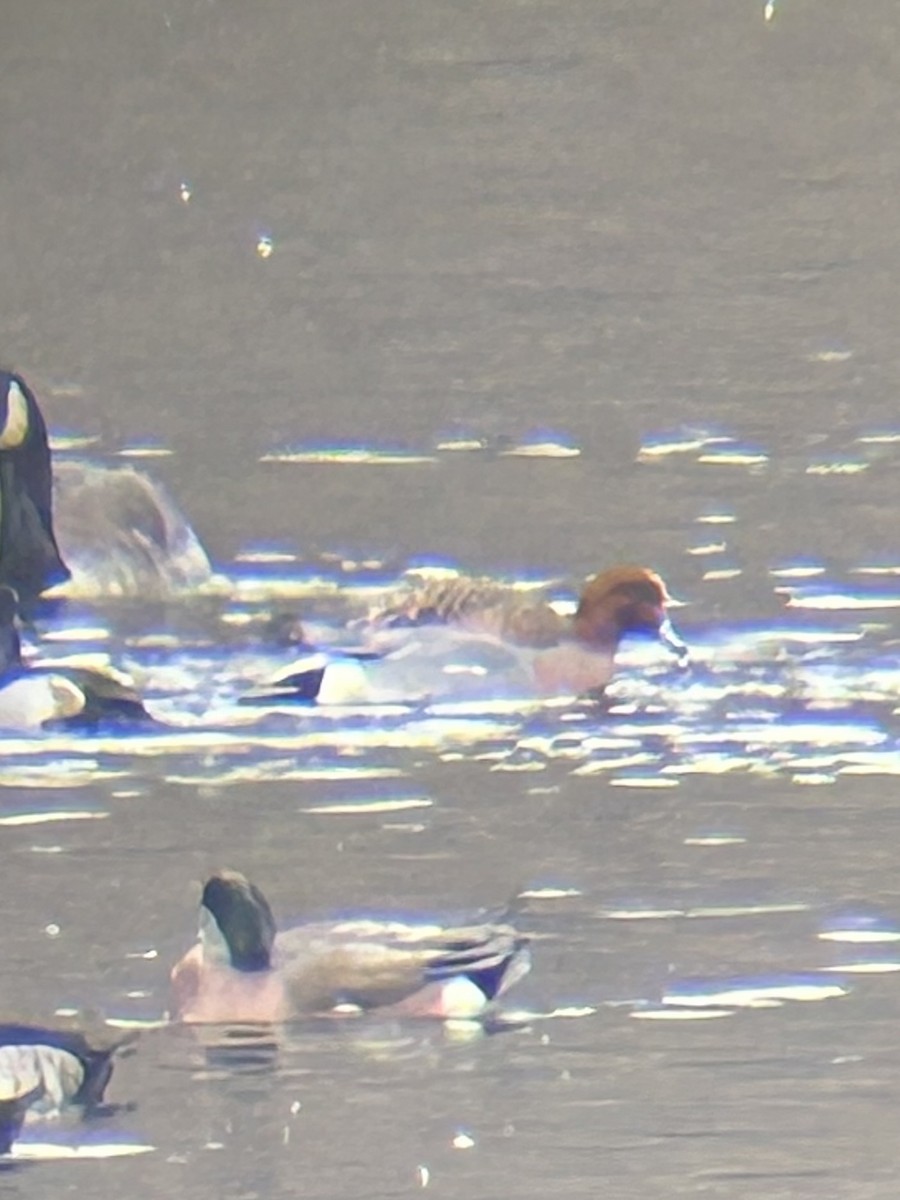 ヒドリガモ - ML645712861