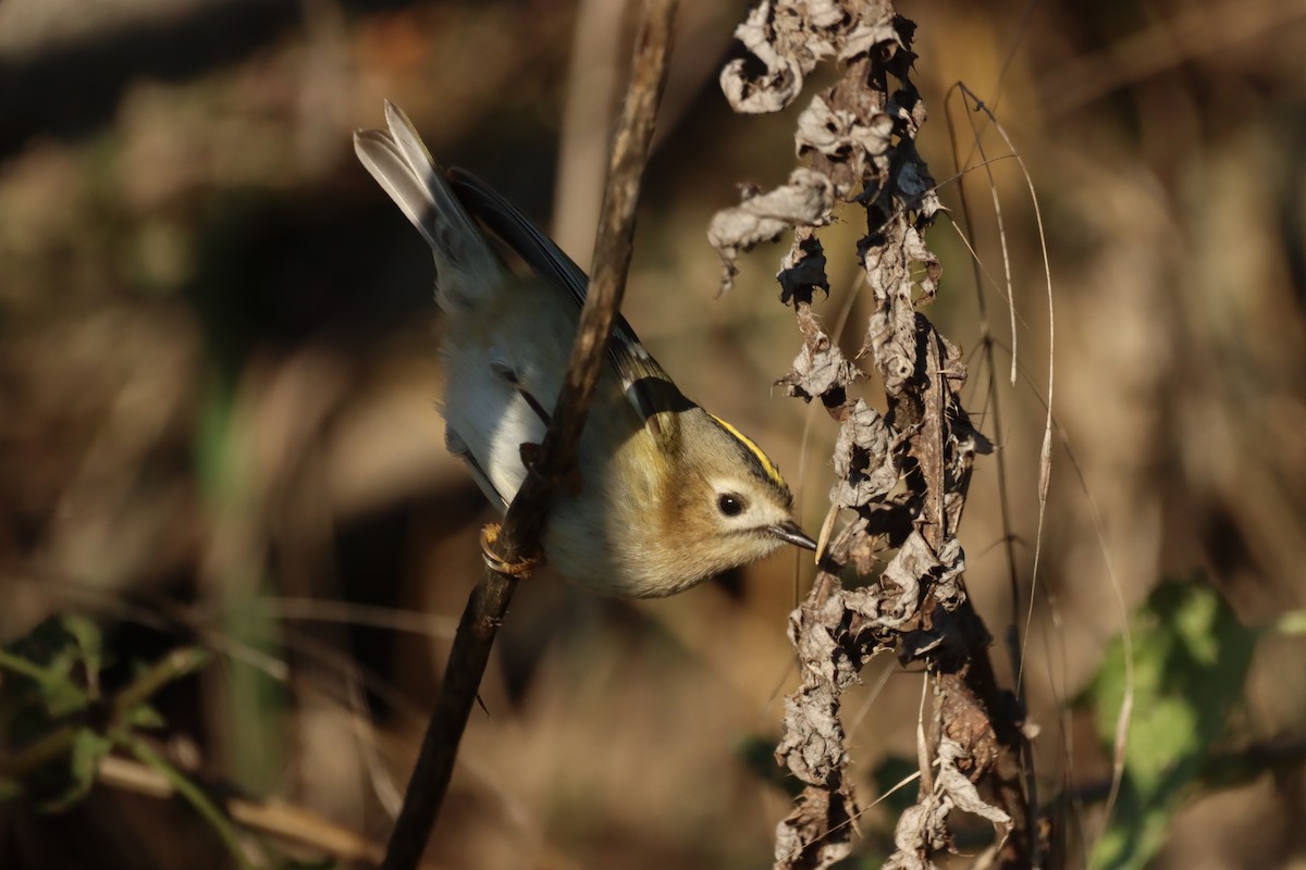 מלכילון האורנים - ML645712863