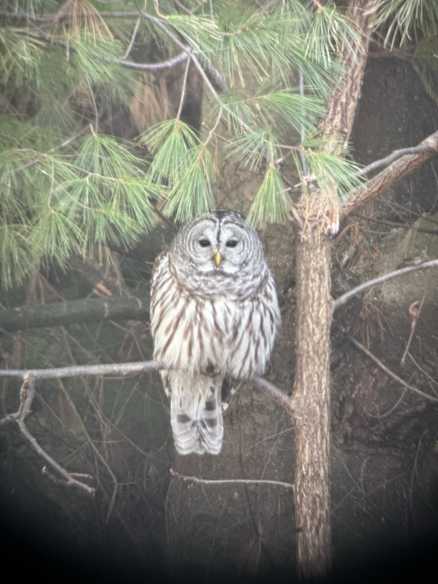 Barred Owl - ML645712864