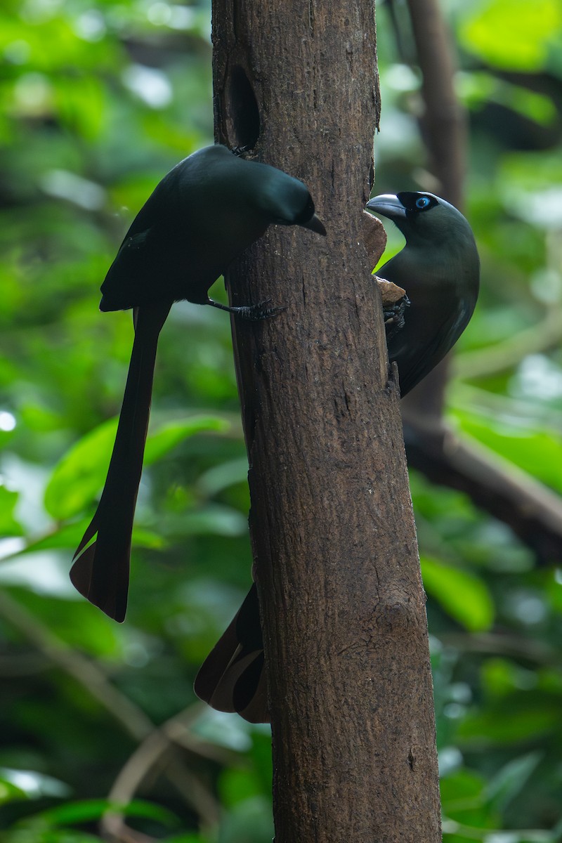 Racket-tailed Treepie - ML645712865