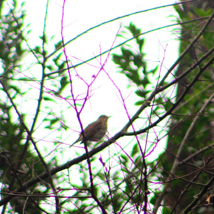 קיכלי חלוד-זנב - ML645712867