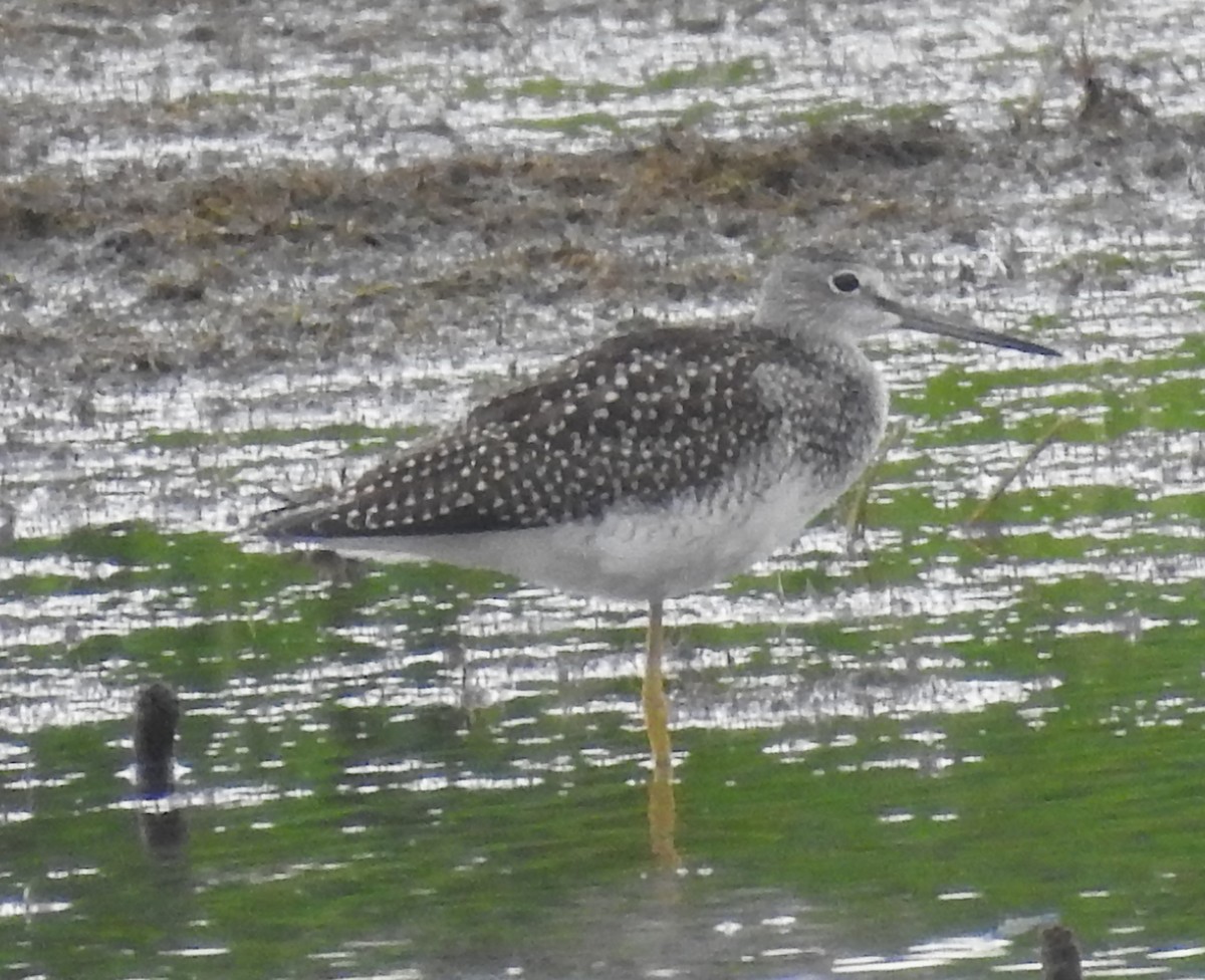 ביצנית עקודה - ML645712868