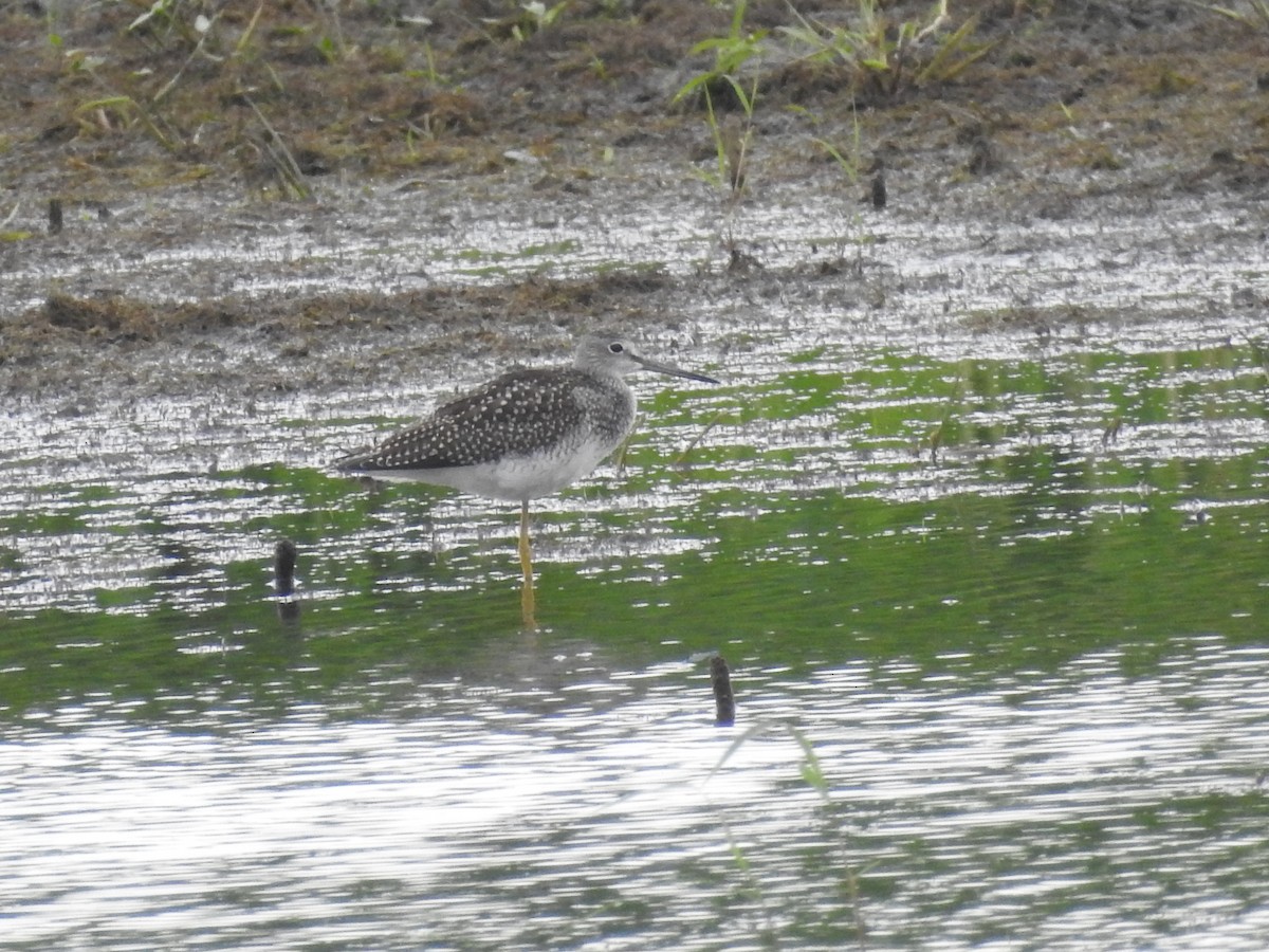ביצנית עקודה - ML645712869