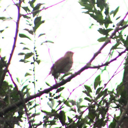 קיכלי חלוד-זנב - ML645712871