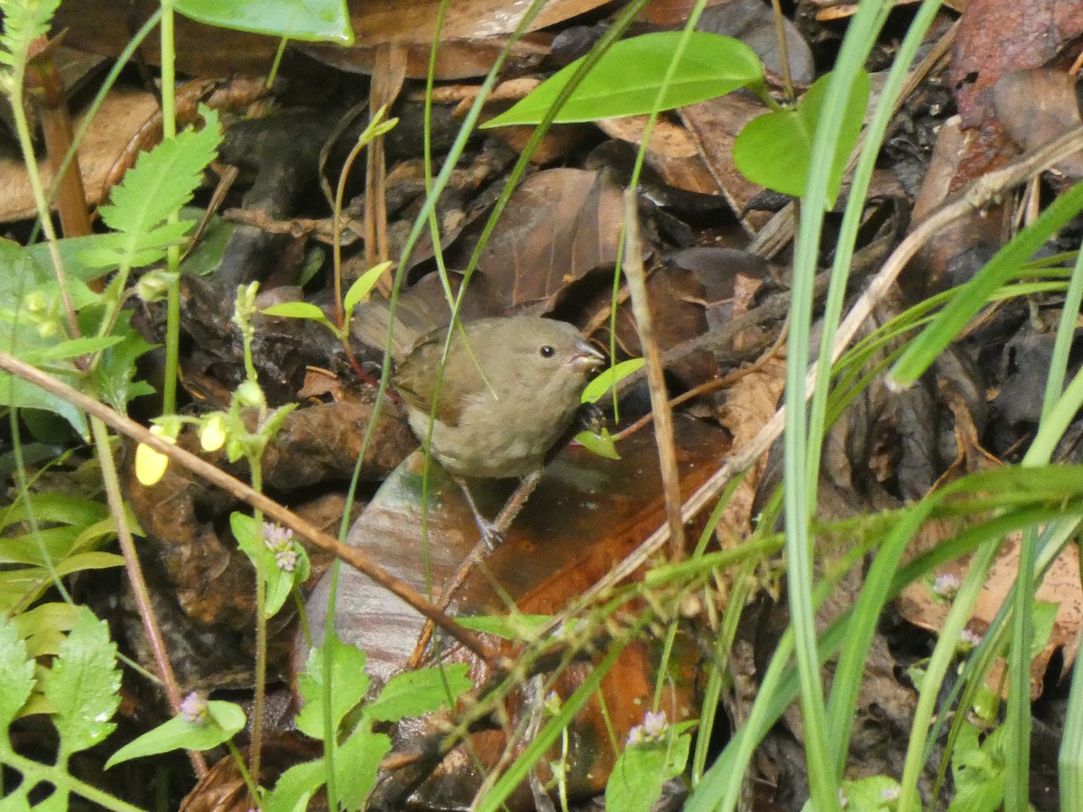 Dull-colored Grassquit - ML645712872