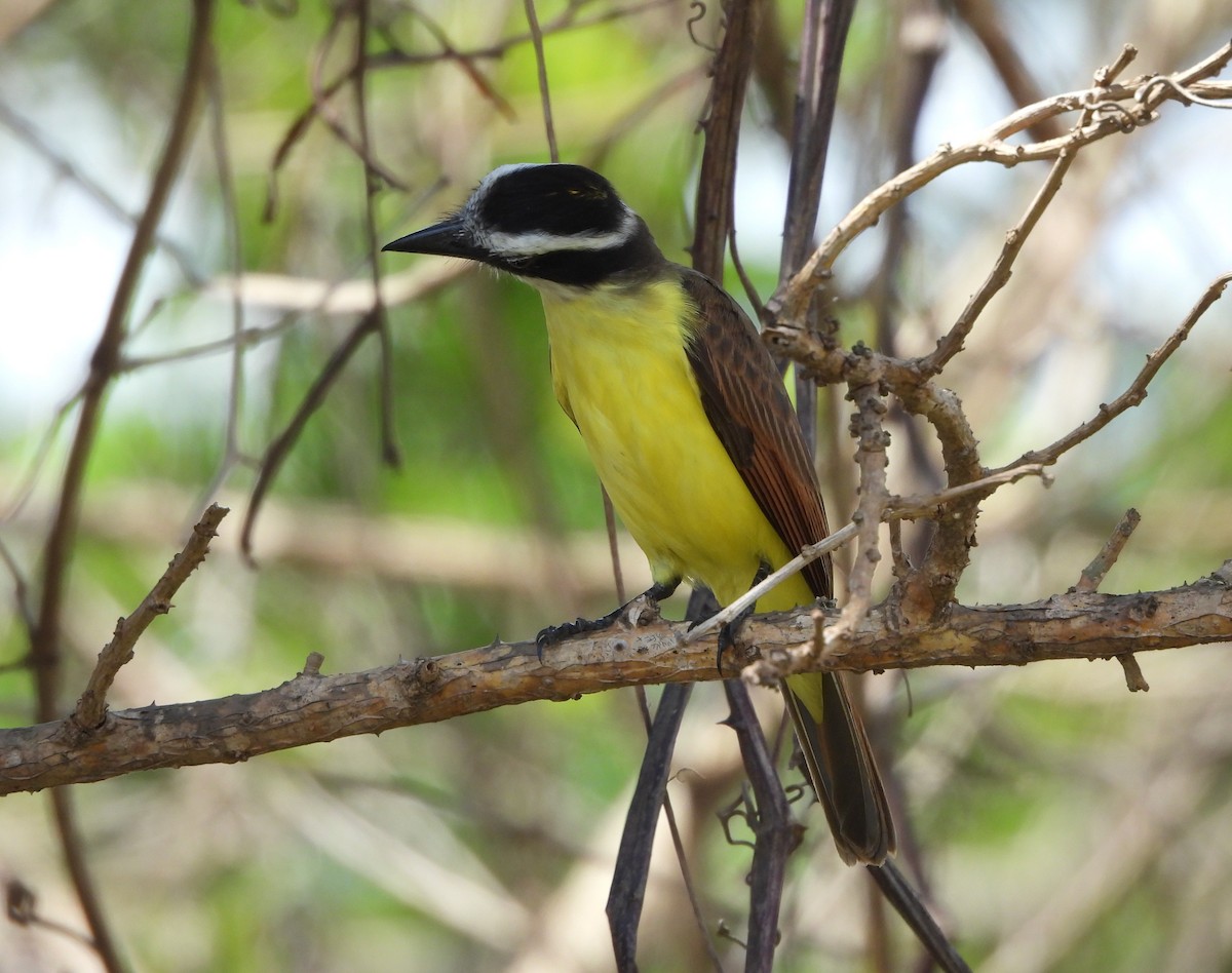 Great Kiskadee - ML645712873