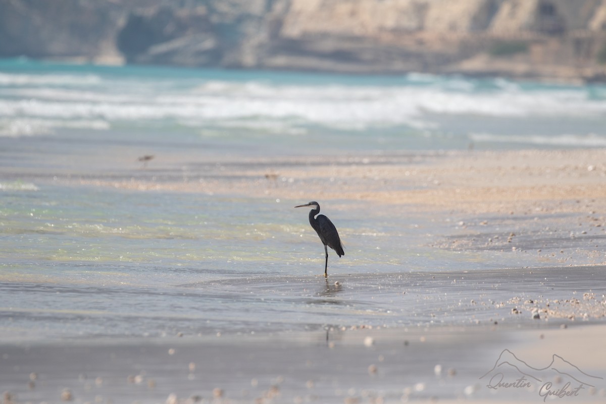 לבנית ים-סוף - ML645712874