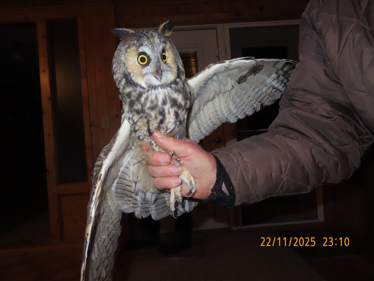 Long-eared Owl - ML645712875