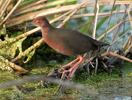 ברודית חומת-חזה - ML645712879
