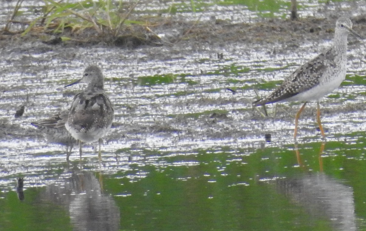 חופית תמירונית - ML645712881