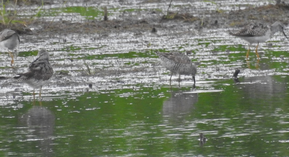 חופית תמירונית - ML645712883