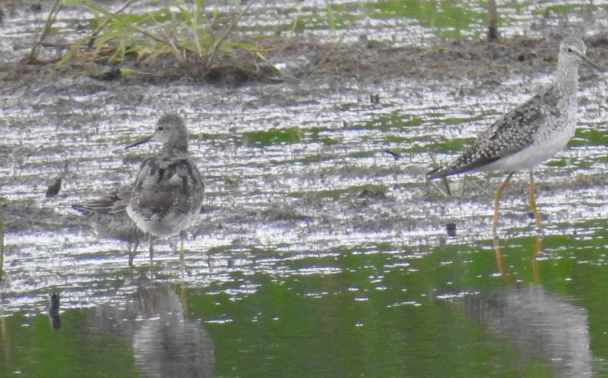 חופית תמירונית - ML645712884