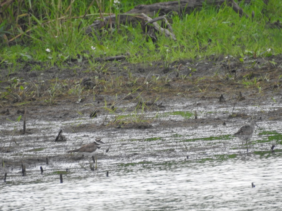 חופית תמירונית - ML645712885