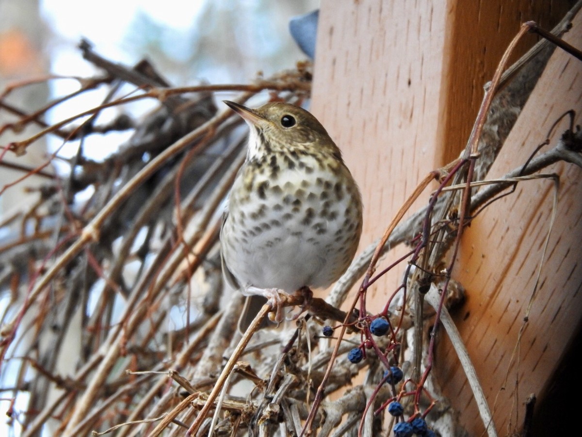 קיכלי חלוד-זנב - ML645712887