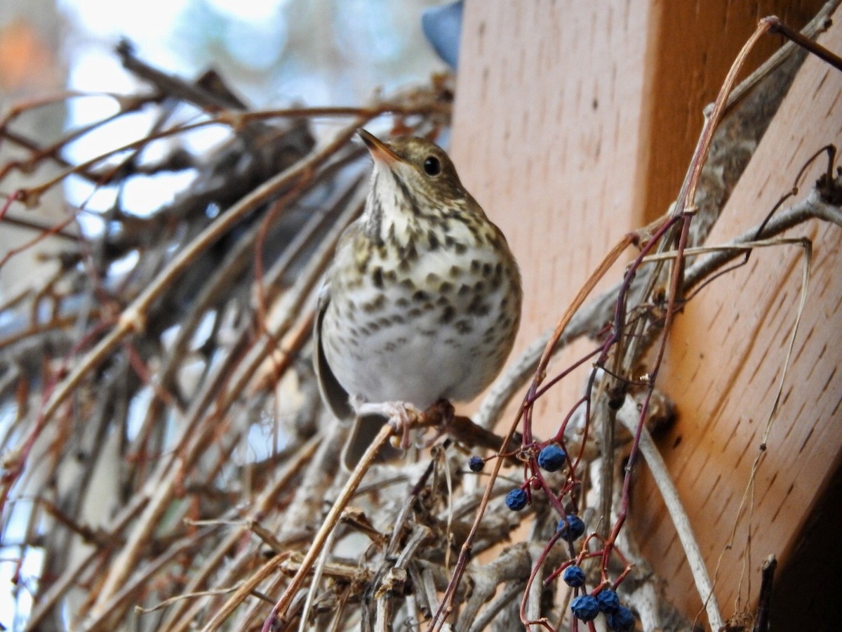 קיכלי חלוד-זנב - ML645712888