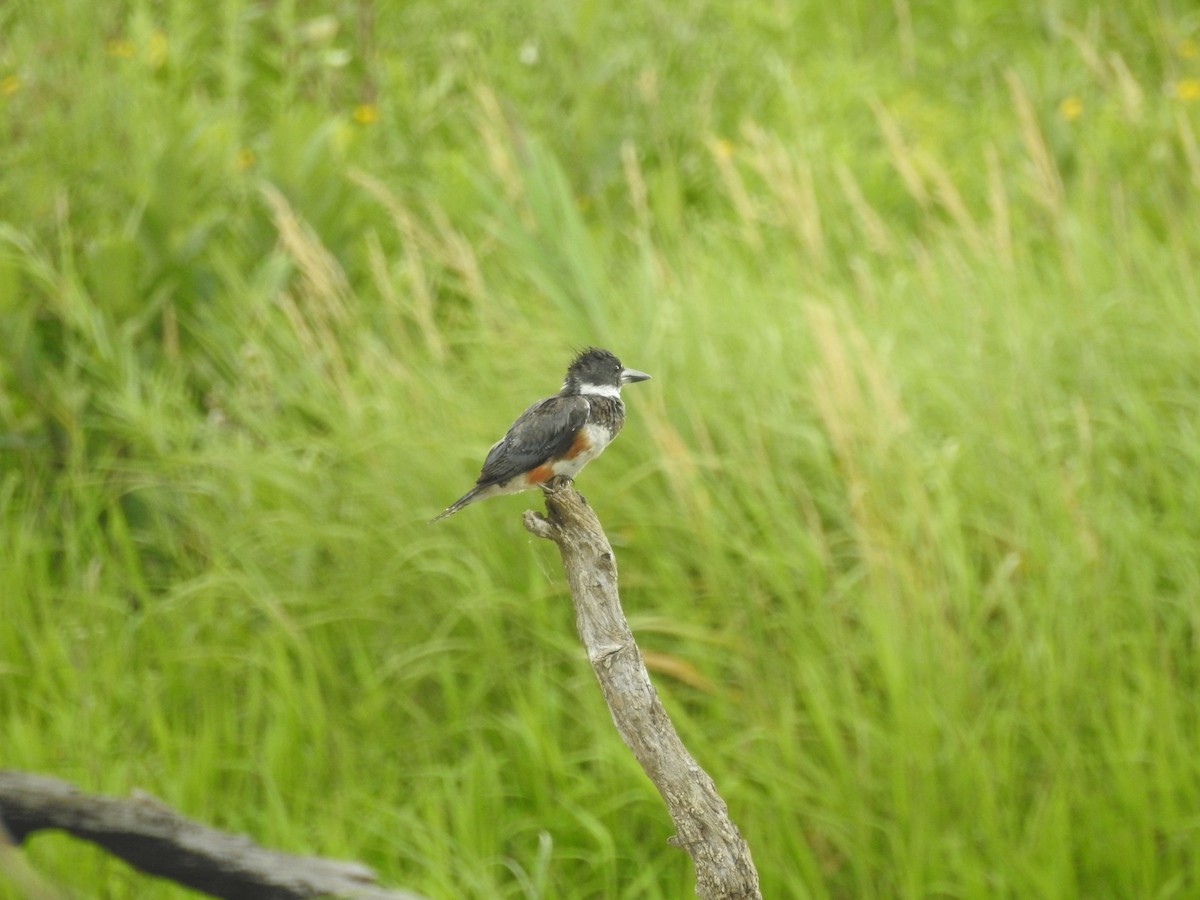 שלדג אמריקני - ML645712889