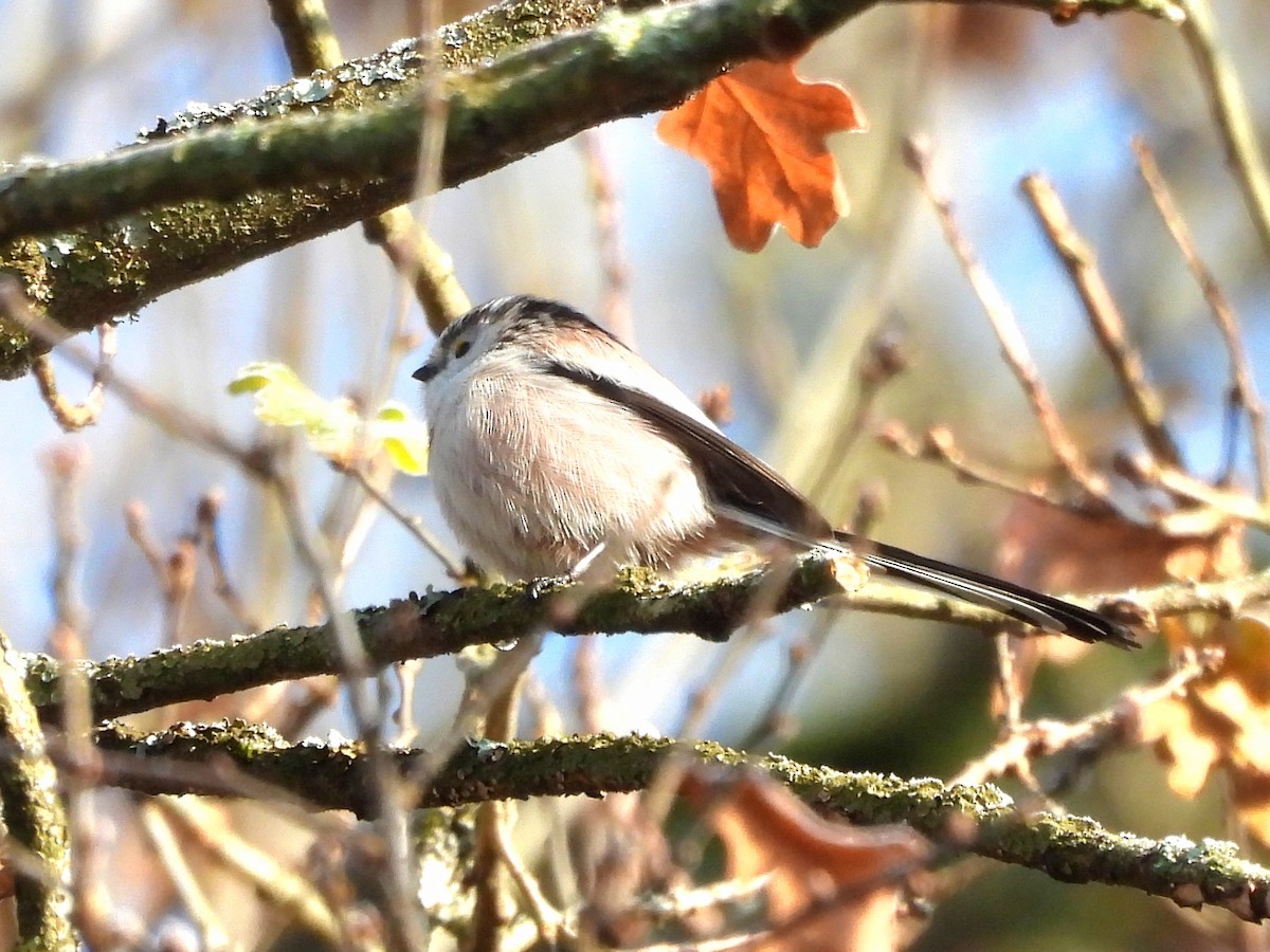 ירגזי זנבתן - ML645712891
