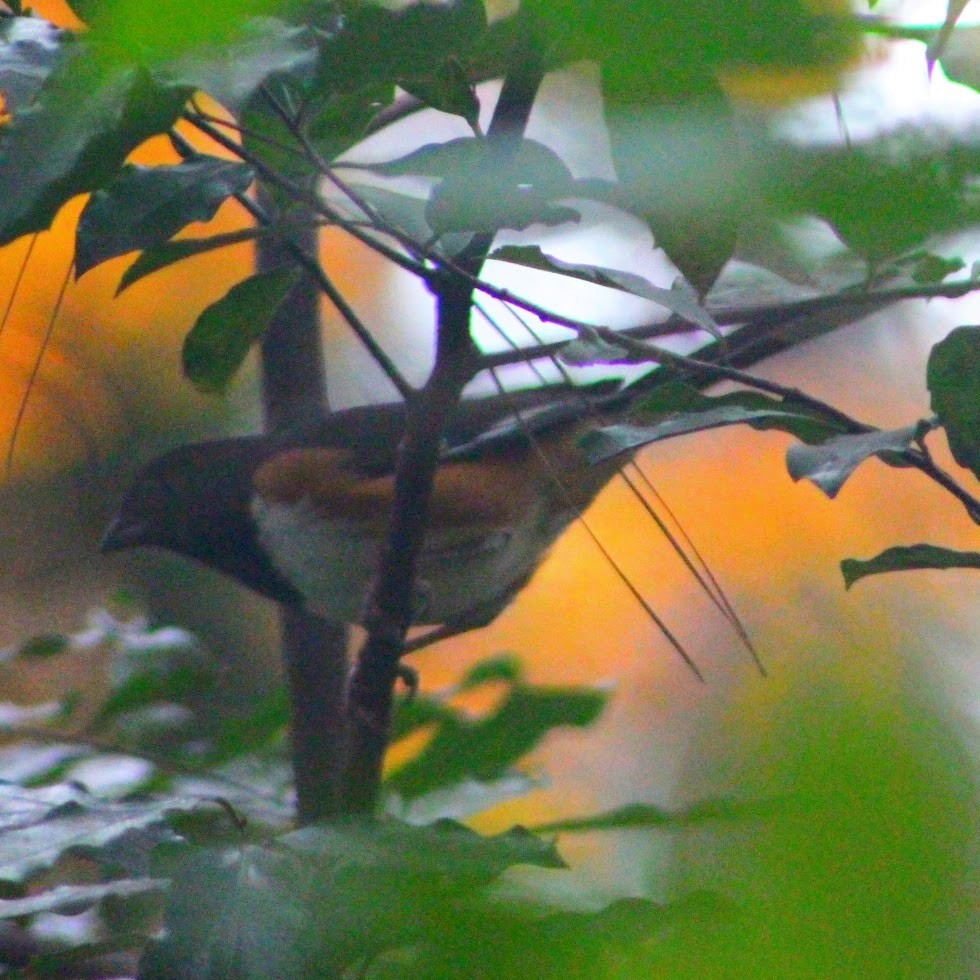 טואי אדום-עין - ML645712893