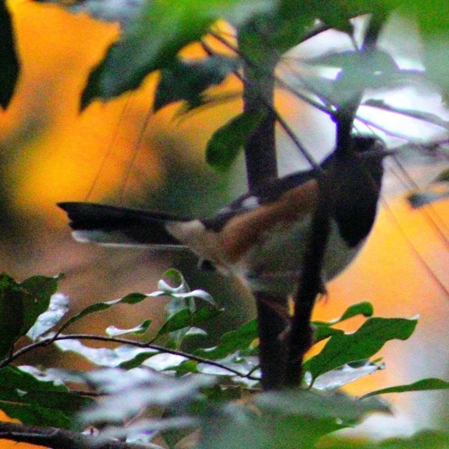 טואי אדום-עין - ML645712894