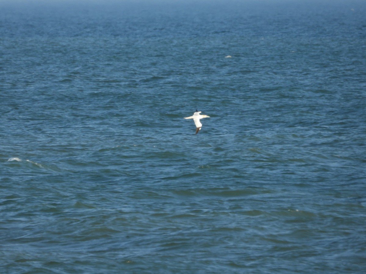 סולה מצויה - ML645712895